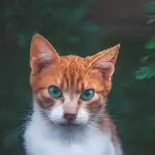 cute cat dp